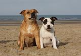 STAFFIE 273